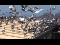 Download Lagu Arona-TENERIFE 2011 - PREPARE FOR GLORY! 30-08-2010 Pigeons condition!