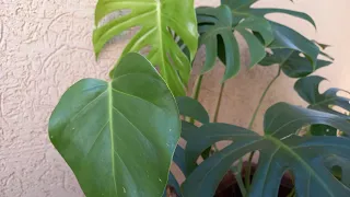 FOLHA FECHADA NA COSTELA DE ADÃO OU MONSTERA DELICIOSA.( Por que acontece isso?!).
