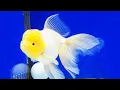 Download Lagu 10 Jenis Ikan mas koki tercantik dan terpopuler