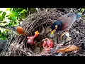 Download Lagu House sparrows attack baby myna birds, seriously injuring them