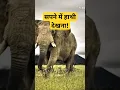 Download Lagu सपने में हाथी देखना | Sapne mein hathi dekhna | Elephant dream