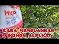 Lagu CARA MEMBUAHKAN POHON ALPUKAT DENGAN PUPUK MKP