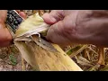 Harvesting Hopi Heirloom BLUE CORN