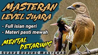 masteran mewah level juara masteran mental petarung materi mewah ngeri untuk isian