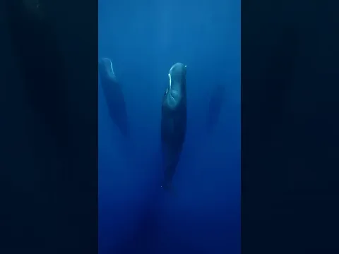 Video Thumbnail: Estos animales duermen muy raro 😨 #shorts