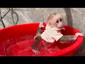 Download Lagu Baby monkey hides from Mom to bathe alone and the ending 😂