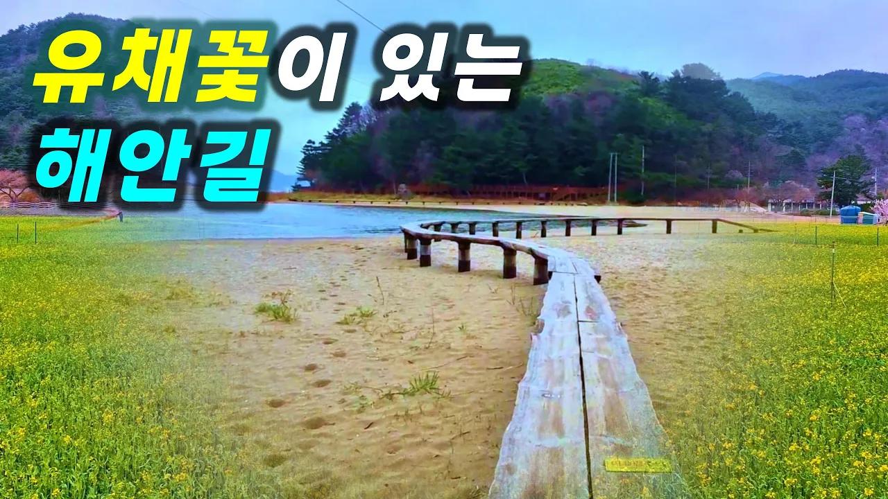외나무 다리가 멋진 53년만에 개방된 해안길 - 맹방 유채꽃 개화상황 썸네일