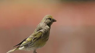 تغريد انثى البسبوس  تغريد انثى البسبوس