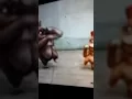 Download Lagu Stupid farting monkeys