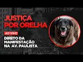 Lagu AO VIVO | TRANSMISSÃO DA MANIFESTAÇÃO POR JUSTIÇA PELO CÃO ORELHA | DIRETO DA AVENIDA PAULISTA