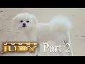 Man Denies Dog Broke Free and Attacked Part 2