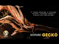 2 Years Keeping a Leopard Gecko Lessons From a Bioactive Enclosure