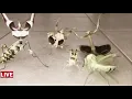 Jojo Mantis Squad
