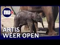 ARTIS opent deuren: 'Door maatregelen is olifantje beter te zien' | NU.nl
