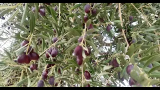 موعد قطاف الزيتون الصحيح ومعرفه الموعد من الثمار 