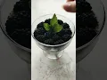 Download Lagu Chia pudding with #blackberries #shorts