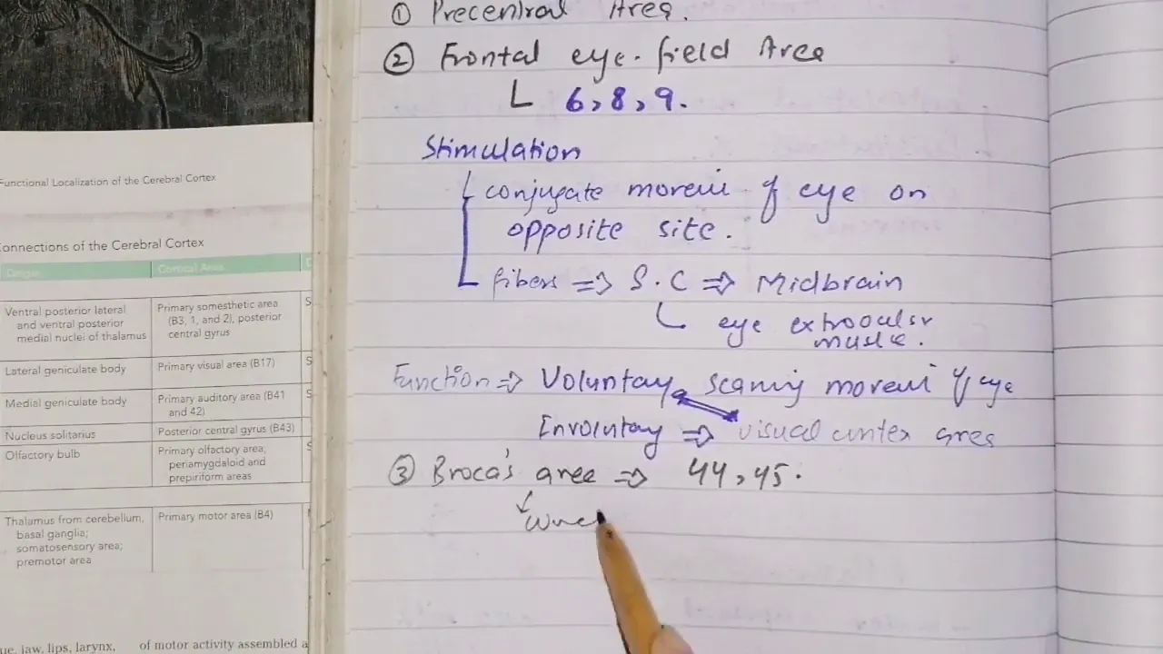Functional areas of Cerebrum part 2, neuroanatomy,