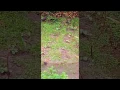 Download Lagu The white-breasted waterhen (Amaurornis phoenicurus) in Asam
