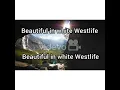 Beautiful in white Westlife || Status Whatsap#SHOTR