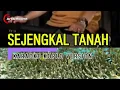 Download Lagu Karaoke  Sejengkal Tanah | Iringan Musik Saja \u0026 Lirik Lengkap itu sudah cukup
