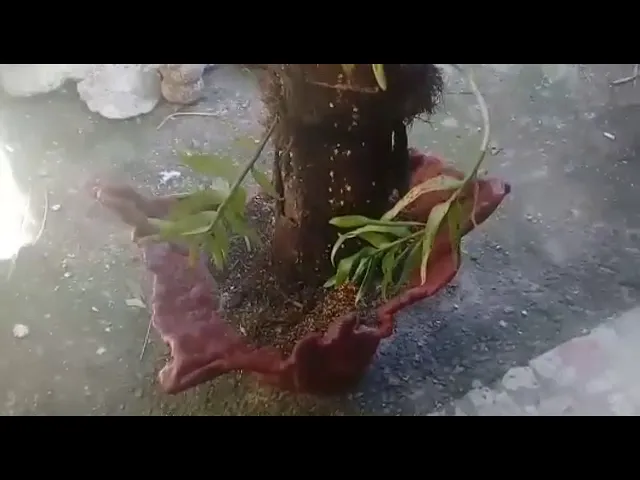 DIY: VASO TRONCO PARA ORQUÍDEAS!!!! (INCRÍVEL)