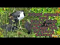 Download Lagu 🔴mp3 suara anak ruak-ruak buat pikat indukan nya 1000% ampuh langsung datang