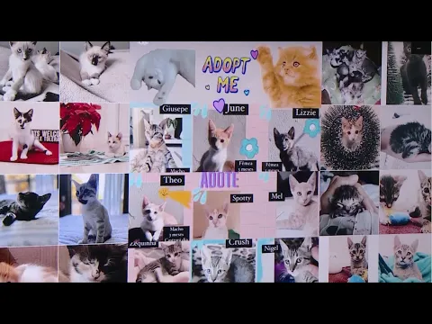 “Gatos anônimos Floripa”: Iniciativa apoia a adoção e busca de lar temporário