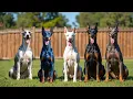 Types of Doberman Which Type is Right for You
