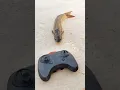 Download Lagu RC remote control fish fanny unboxing and testing #shorts #fish #original