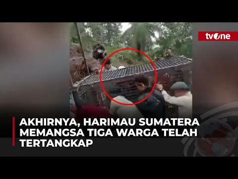 Tim BKSDA Berhasil Tangkap Harimau Sumatera yang Serang Dua Warga Langkat