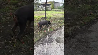 #fyp #dream #doberman #pets #vlog