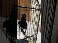 Si Burung Teleran Lagi Beraksi Gacornya Luar Biasa #burung #kicaumania #qinarabanyuwangi