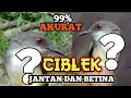 Download Lagu 99% CARA PALING AKURAT MENGETAHUI CIBLEK JANTAN DAN BETINA