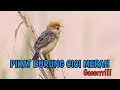 Lagu SUARA PIKAT BURUNG CICI MERAH AMPUH | SUARA BURUNG SALOME GACOR UNTUK MASTERAN