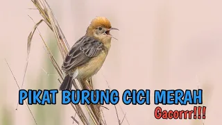 Download SUARA PIKAT BURUNG CICI MERAH AMPUH | SUARA BURUNG SALOME GACOR UNTUK MASTERAN MP3