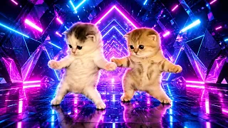 Two Kittens dancing to Bemax - Basin Boret / Pasing Goreng [AMV]
