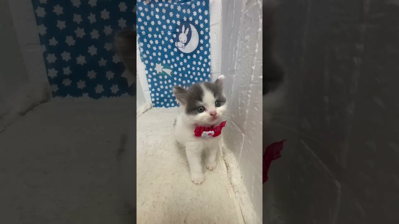 動画