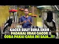 Download Lagu KACER GACOR TAPI SUSAH BUKA EKOR, COBA PAKAI CARA INI SAJA