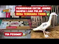 Download Lagu LUAR PULAU‼️ KIRIM ENTOK SAMPAI NTT✈️