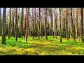 Download Lagu Rustgevende stemmen uit de natuur: het zingen van bosvogels om angst te verlichten