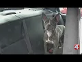 Police SPCA search for answers after finding dog abandoned in Niagara Falls park