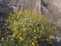 Download Lagu Encelia farinosa (brittlebush)
