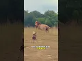 Download Lagu Male Lion Kills African Wild Dog Instantly With Powerful Bite  #wildlife #animals #predatorvsprey