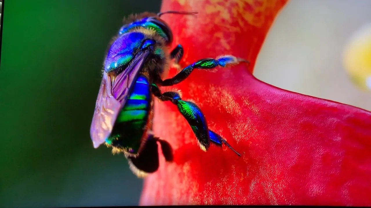 4K (UHD) THE COMPLETE CIRCLE FOR BEES AND ORCHIDS NETFLIX OUR WORLD/ DAVID ATTENBOROUGH