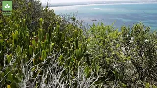 musik relaksasi suara alam angin berhembus kicauan burung ombak laut 