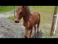 Download Lagu Merrie en veulen naar wei brengen gaat mis. Deel 1
