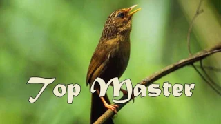 Download Download Suara Masteran Burung Wambie MP3