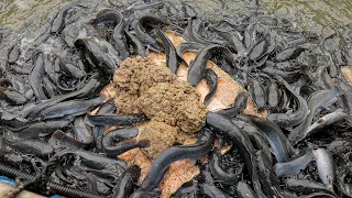 i make fish feed harvest fish walking catfish 815 kg and water spinach 33 kg in the backyard