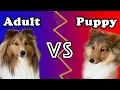 Sheltie Puppy vs Adult Sheltie