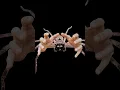 Download Lagu Australia's SCARIEST spider has a secret...